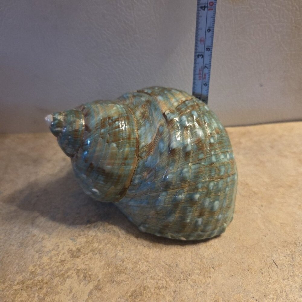 Sea Shell Aqua Blue Turbo Imperilis 4" Seashell Home Beach Decor - Picture 3 of 8